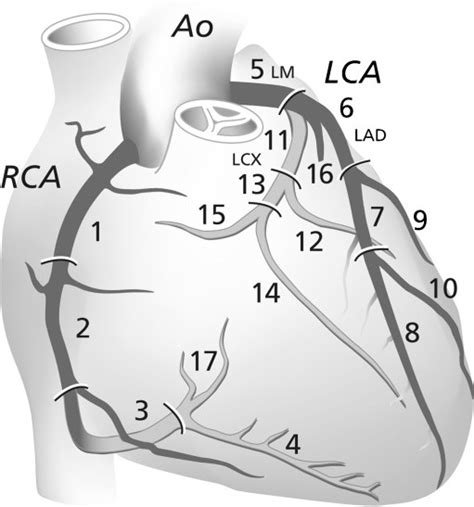 Segmental anatomy of the coronary arteries 